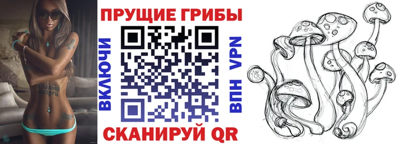 Галлюциногенные грибы Psilocybine cubensis  как найти   Истра 